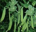 pea